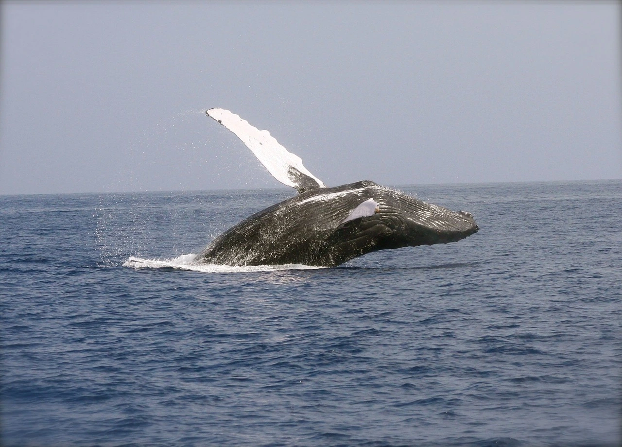 Go on a Whale Watching Tour