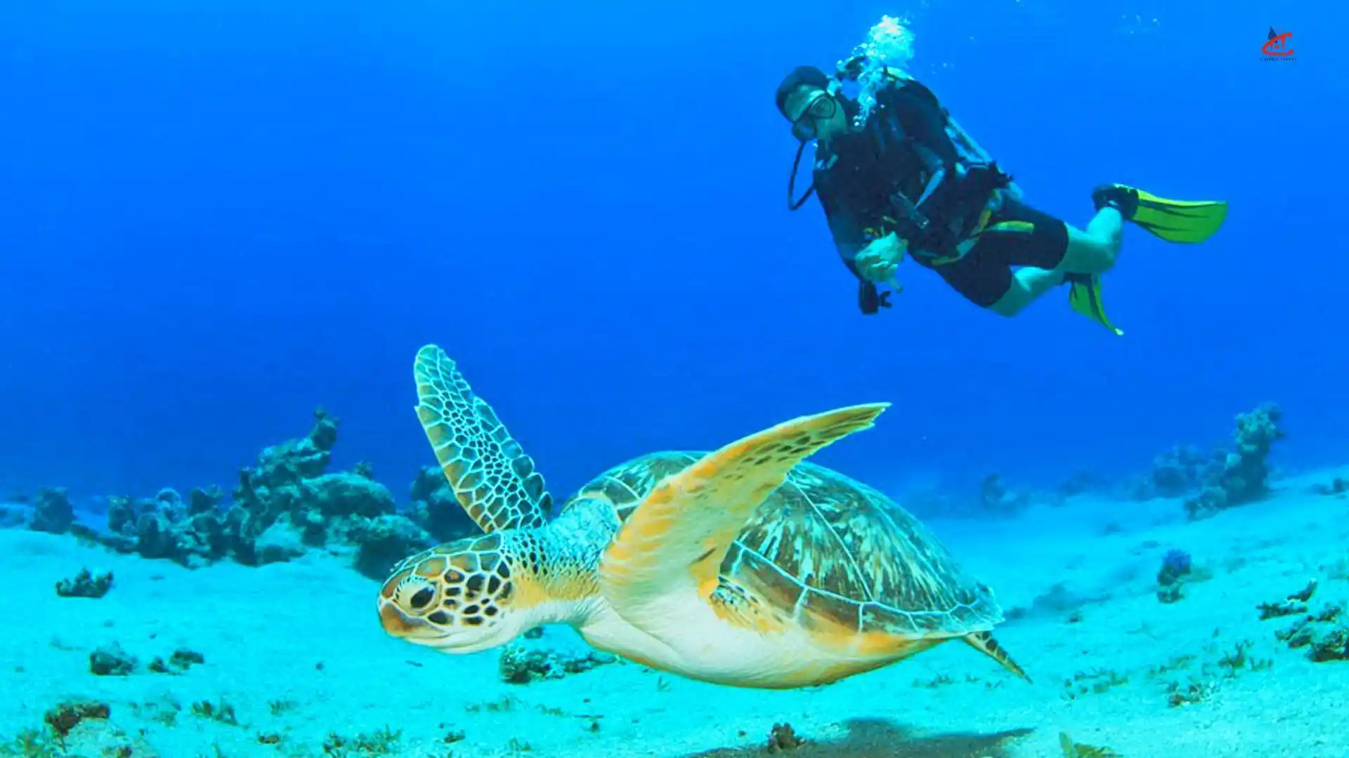 Visit a Sea Turtle Rehabilitation Center