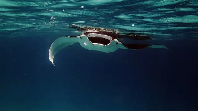 Manta-Point-Lankanfinolhu-Island