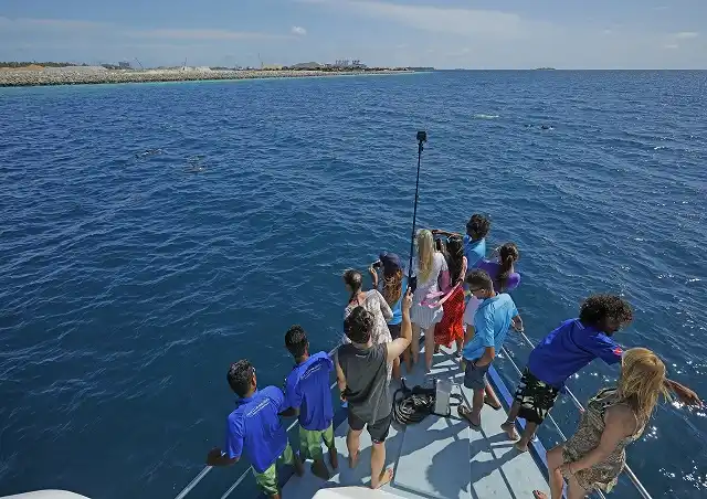 Go on a Dolphin Watching Tour
