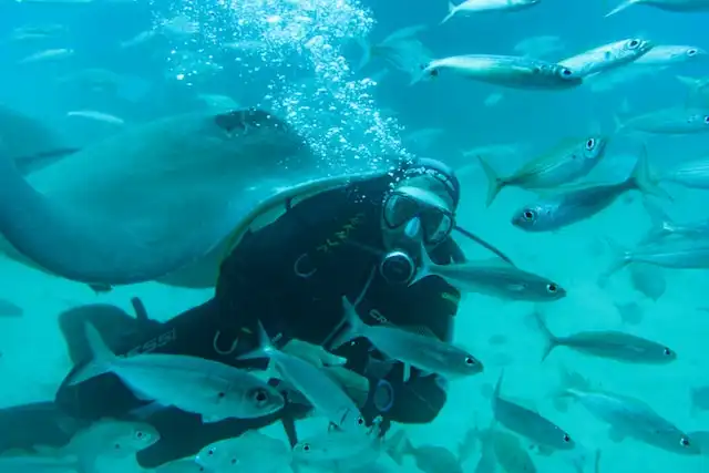 Go on a Manta Ray Safari