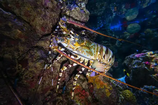 Experience Scuba Diving at Night