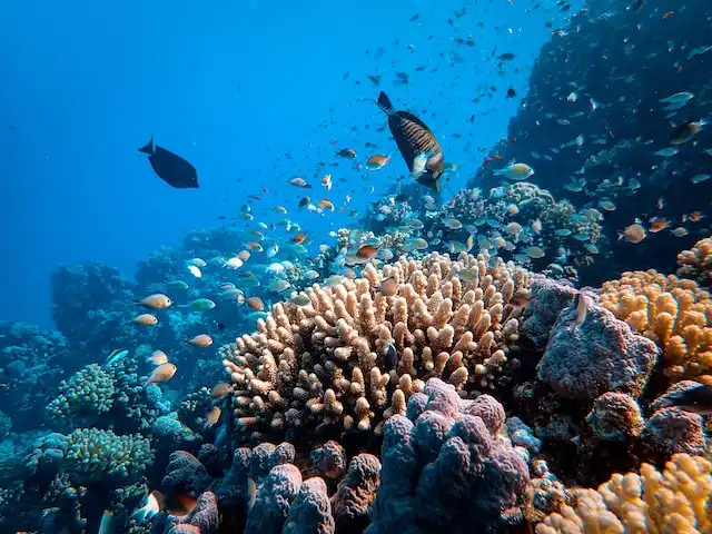 Scuba Diving at Banana Reef