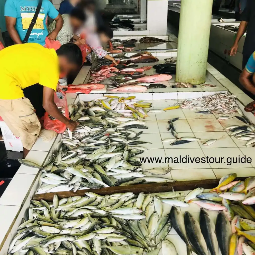 male-city-maldives-fish-market