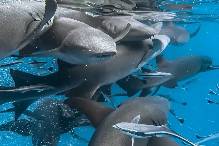 Nurse Shark Point Snorkeling