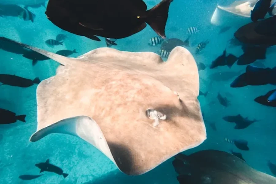 Stingray Snorkeling From Male Atoll